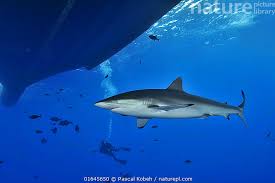 Image result for Carcharhinus falciformis