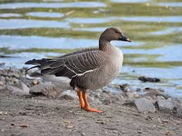 Image result for Anser fabalis
