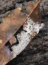 Attēlu rezultāti vaicājumam “Diderma chondrioderma sessile”