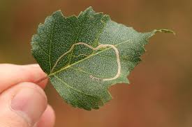 Attēlu rezultāti vaicājumam “Lyonetia clerkella”