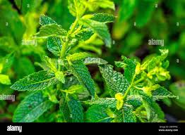 Attēlu rezultāti vaicājumam “Mentha spicata leaf”