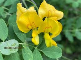 Image result for Colutea arborescens