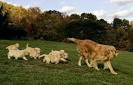The Truth About Backyard Dog Breeders - Blogcritics Culture