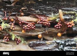 Attēlu rezultāti vaicājumam “Metatrichia floriformis”