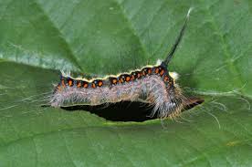 Attēlu rezultāti vaicājumam “Acronicta cuspis”