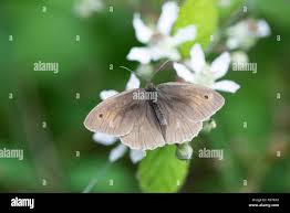 Attēlu rezultāti vaicājumam “Maniola jurtina male”