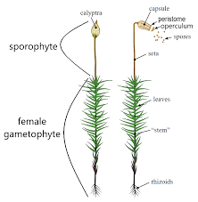 Attēlu rezultāti vaicājumam “sporophyte”