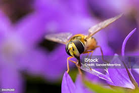 Attēlu rezultāti vaicājumam “Episyrphus balteatus”