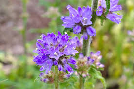 Attēlu rezultāti vaicājumam “Campanula cervicaria flower”