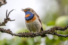 Attēlu rezultāti vaicājumam “Luscinia svecica adult”