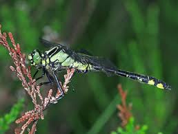 Attēlu rezultāti vaicājumam “Gomphus vulgatissimus”