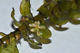 Attēlu rezultāti vaicājumam “Elodea canadensis leaf”