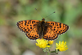 Attēlu rezultāti vaicājumam “Melitaea didyma male”