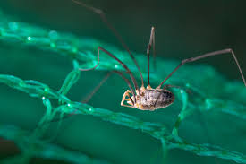 Attēlu rezultāti vaicājumam “Opiliones”