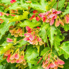 Attēlu rezultāti vaicājumam “Acer tataricum subsp. ginnala leaf”