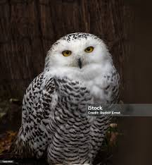 Image result for Bubo scandiacus