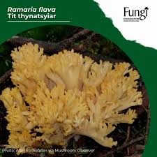 Attēlu rezultāti vaicājumam “Ramaria flava”