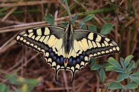 Attēlu rezultāti vaicājumam “Papilio machaon upperside”