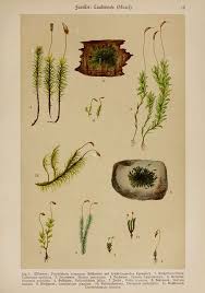 Attēlu rezultāti vaicājumam “Gymnostomum aeruginosum”