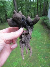 Attēlu rezultāti vaicājumam “Xylaria”