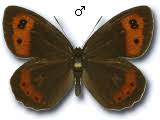 Attēlu rezultāti vaicājumam “Erebia aethiops upperside”