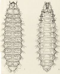 Attēlu rezultāti vaicājumam “Ceruchus chrysomelinus larva”