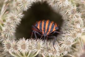 Attēlu rezultāti vaicājumam “Graphosoma lineatum imago”