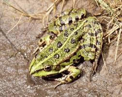 Attēlu rezultāti vaicājumam “Pelophylax juvenile”