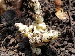 Attēlu rezultāti vaicājumam “Lathraea squamaria bud”