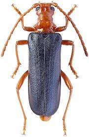 Attēlu rezultāti vaicājumam “Rhamnusium bicolor”