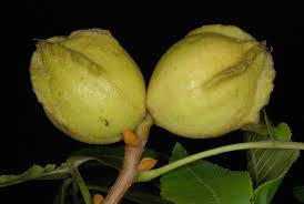 Attēlu rezultāti vaicājumam “Carya”