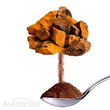 Attēlu rezultāti vaicājumam “Inonotus obliquus”