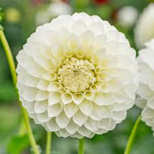 Image result for Dahlia `Snowflake`