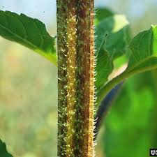 Image result for Helianthus annuus