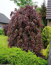 Attēlu rezultāti vaicājumam “Fagus sylvatica fo. purpurea male flower”
