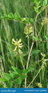 Attēlu rezultāti vaicājumam “Astragalus glycyphyllos”