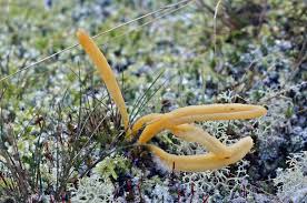 Attēlu rezultāti vaicājumam “Clavaria argillacea”