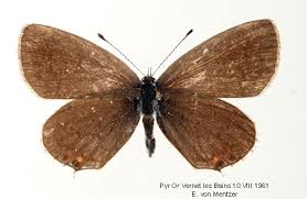 Attēlu rezultāti vaicājumam “Everes argiades”