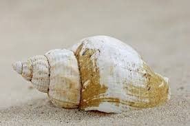 Image result for Buccinum undatum