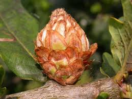 Attēlu rezultāti vaicājumam “Andricus foecundatrix”