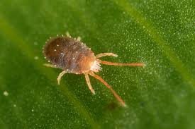 Attēlu rezultāti vaicājumam “Bryobia praetiosa”