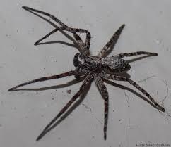 Attēlu rezultāti vaicājumam “Philodromidae”