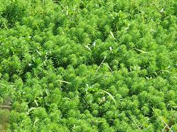 「粉綠狐尾藻」的圖片搜尋結果