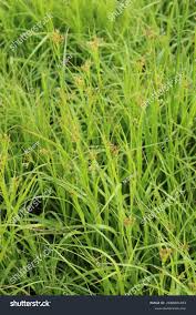 Attēlu rezultāti vaicājumam “Luzula luzuloides fruit”