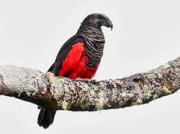 Attēlu rezultāti vaicājumam “Petractis sp.”