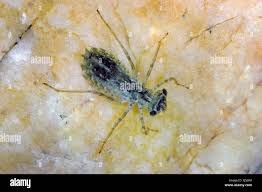 Attēlu rezultāti vaicājumam “Leucorrhinia albifrons”