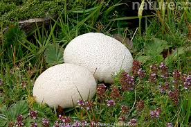 Attēlu rezultāti vaicājumam “Calvatia utriformis”