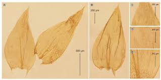 Attēlu rezultāti vaicājumam “Plagiothecium sp.”