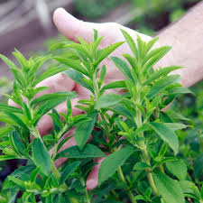 Image result for Stevia rebaudiana
