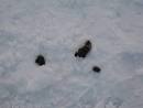 Tags: feces (70) , south (0) , korea (0) , winter (0) , dog (0) - via Daymix